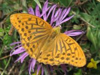 Argynnis paphia