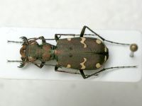 Cicindela talychensis