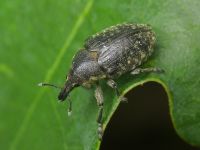 Larinus turbinatus