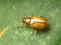 Aphthona lutescens
