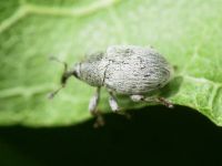 Sibinia (Sibinia) unicolor