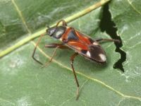 Raglius alboacuminatus