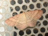 Geometridae