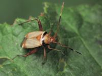 Adelphocoris vandalicus
