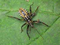 Rhynocoris iracundus