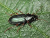 Ophonus sabulicola