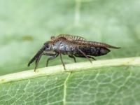 Dictyonota strichnocera
