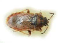 Platyplax salviae