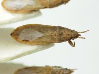 Cymophyes golodnajana