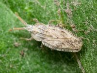 Tingis (Tingis) crispata