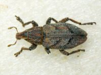 Stephanocleonus microgrammus