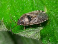 Platyplax salviae