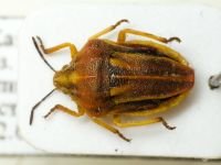 Tholagmus breviceps