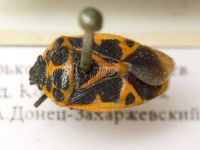 Eurydema (Rubrodorsalium) dominula