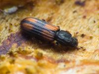 Bitoma crenata
