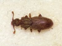 Monotoma quadrifoveolata