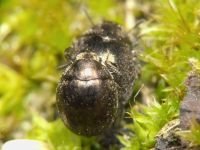 Lamprobyrrhulus nitidus