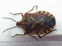 Codophila maculicollis