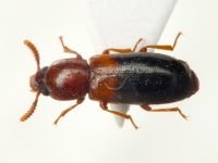 Corticeus (Corticeus) bicolor