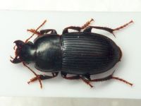 Harpalus zabroides