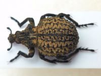 Brachycerus spinicollis