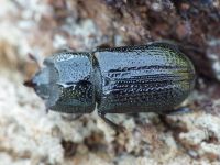 Sinodendron cylindricum