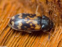 Mycetophagus ciscaucasicus