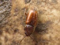 Cryptophagus lycoperdi