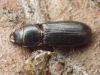 Tenebroides fuscus
