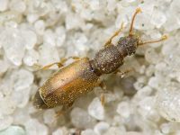 Monotoma bicolor
