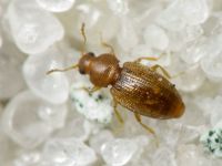 Corticarina
