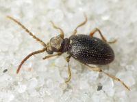 Ptinus rufipes