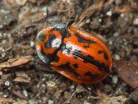 Pilemostoma fastuosa