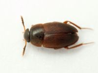 Sciodrepoides watsoni