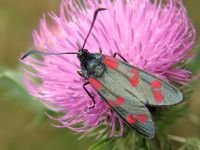 Zygaena filipendulae