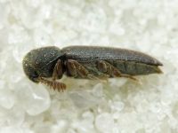 Melasis buprestoides