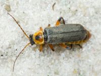 Cantharis nigricans