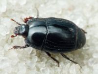 Eblisia minor