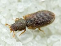 Synchita separanda