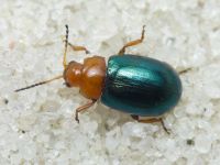 Podagrica menetriesi