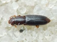 Rhizophagus