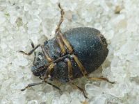 Podops (Podops) inunctus