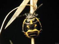 Eurydema (Eurydema) oleracea