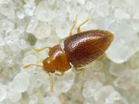 Mycetaea subterranea