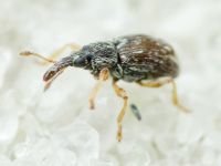 Taeniapion urticarium