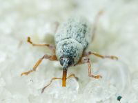 Tychius