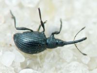 Protapion filirostre