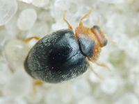 Scymnus rubromaculatus
