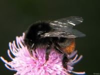 Bombus lapidarius