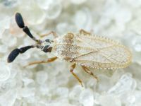 Copium teucrii